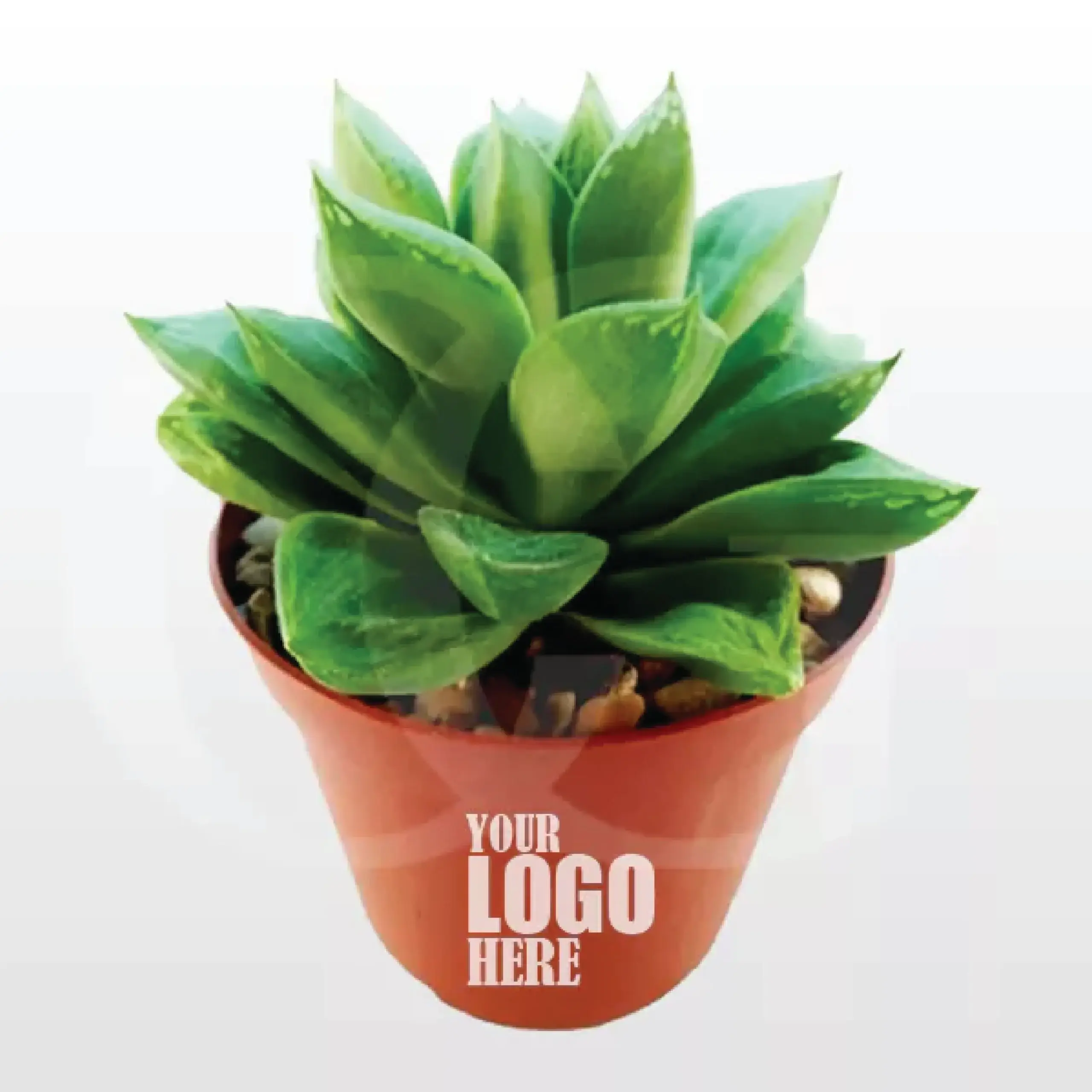 Haworthia Cymbiformis